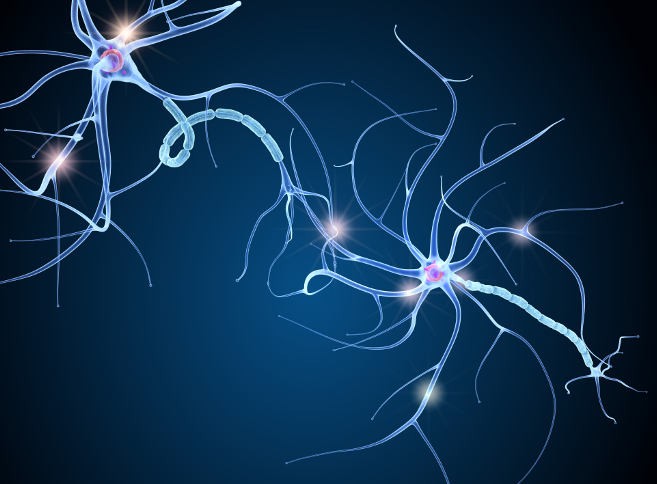 Neuronal connections