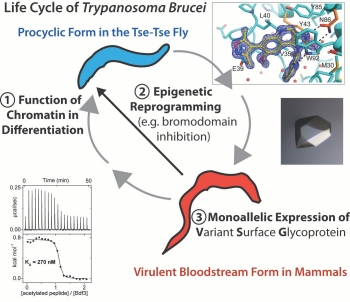 Lifecycle of Typranosoma Brucei