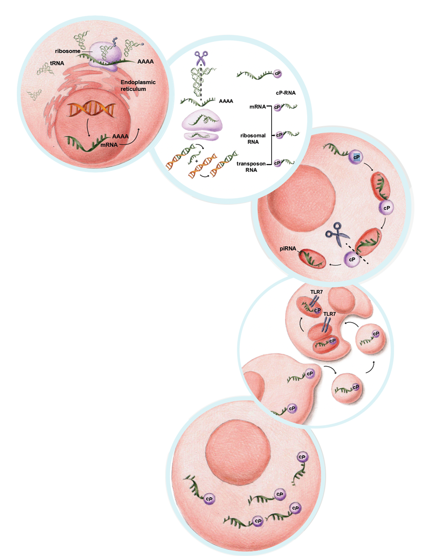 rna