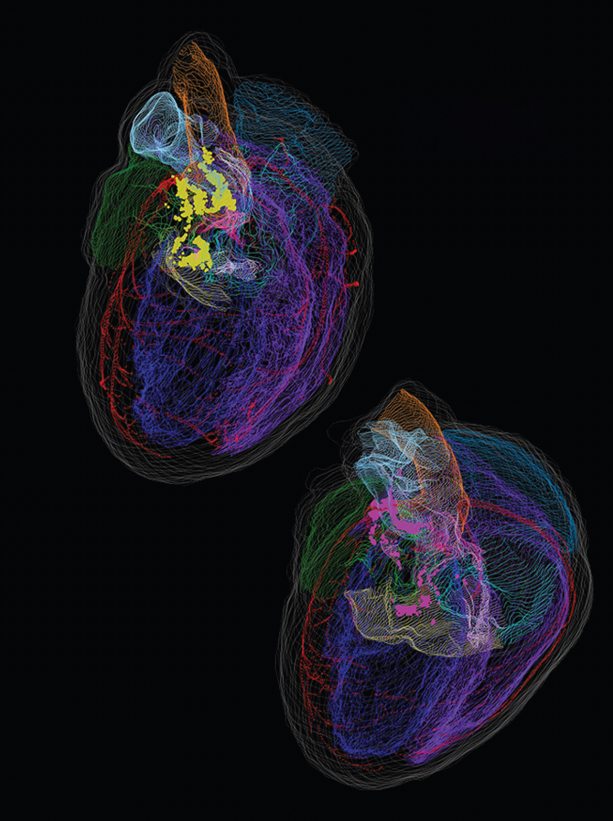 male and female heart