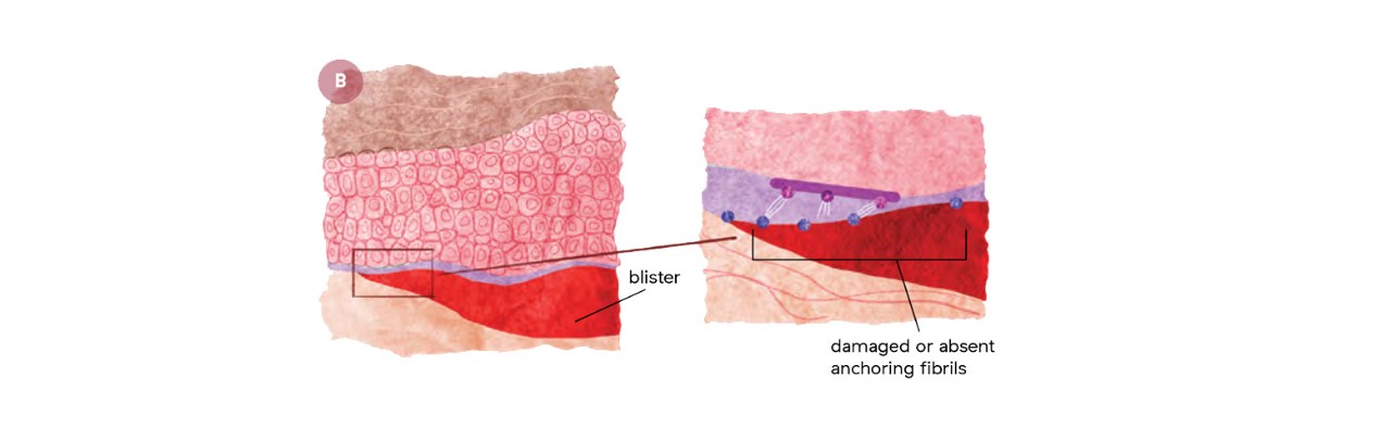 genetics-tissue-b