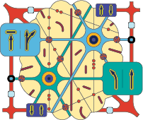 Illustration of brain