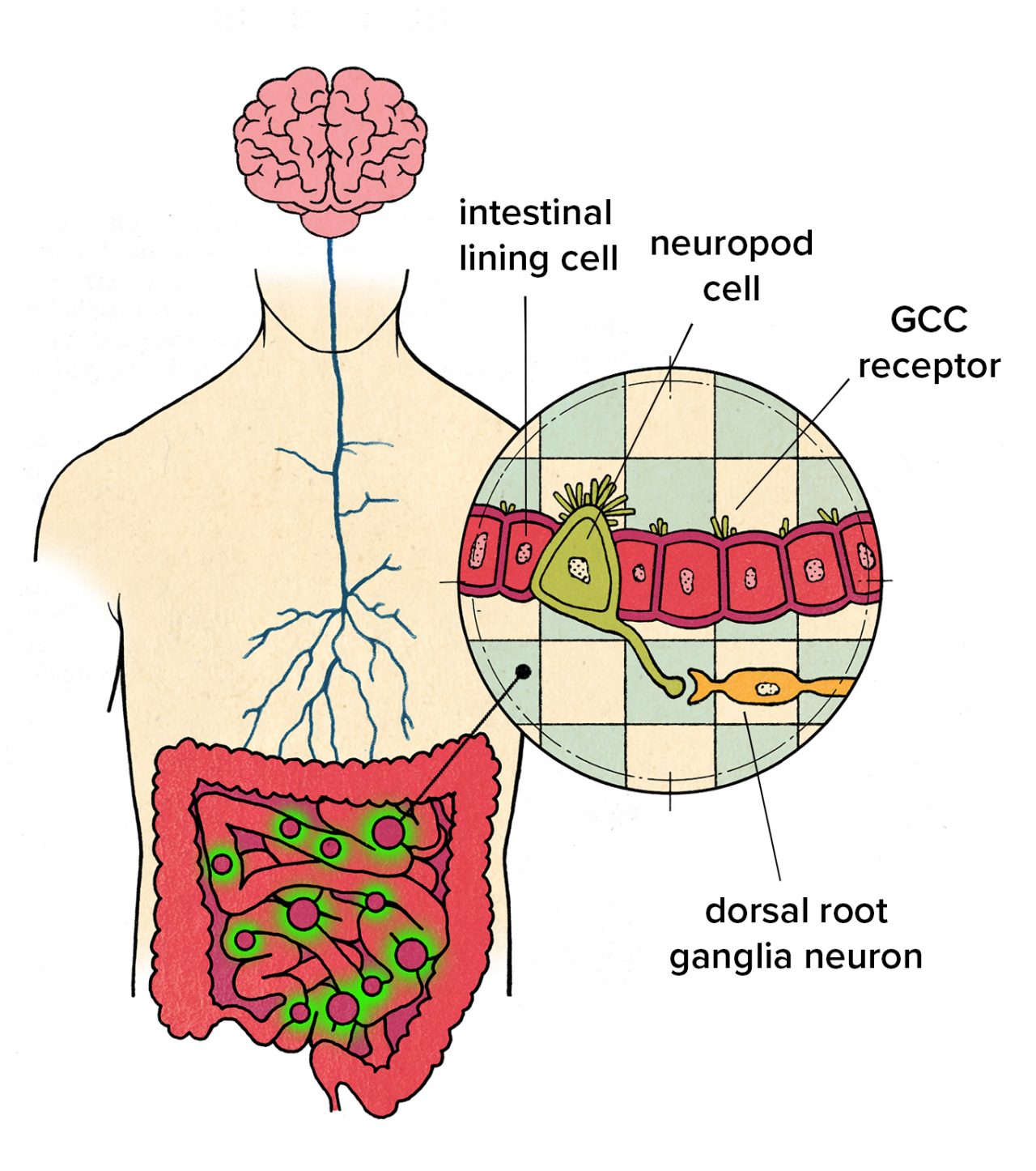 Illustration of human intestine