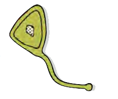 Illustration of cell