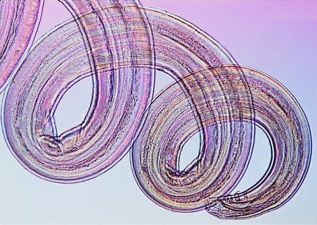 Artwork by William Morrison