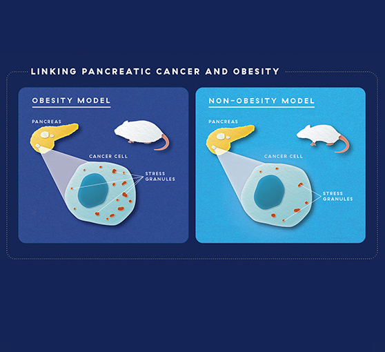 pancreatic-cancer-in-mouse-models-graphic.jpg