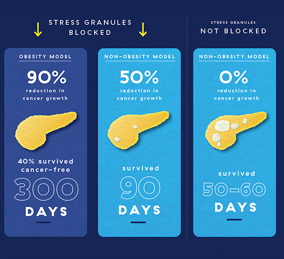 pancreatic-cancer-stress-granules-outcomes-graphic.jpg