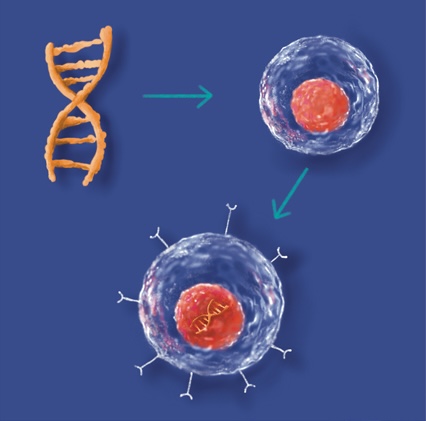 desmocart-cell-creation