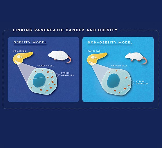 pancreatic-cancer-in-mouse-models-graphic.jpg