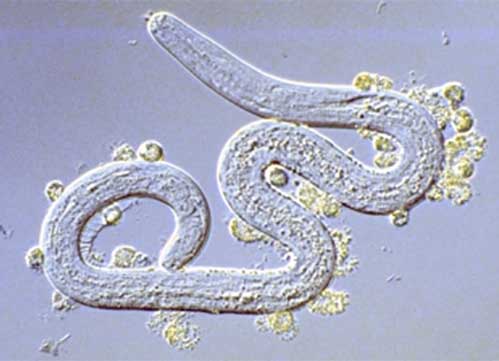 Project1 - Development of a vaccine against Onchocerca volvulus, the causative agent of river blindness.
