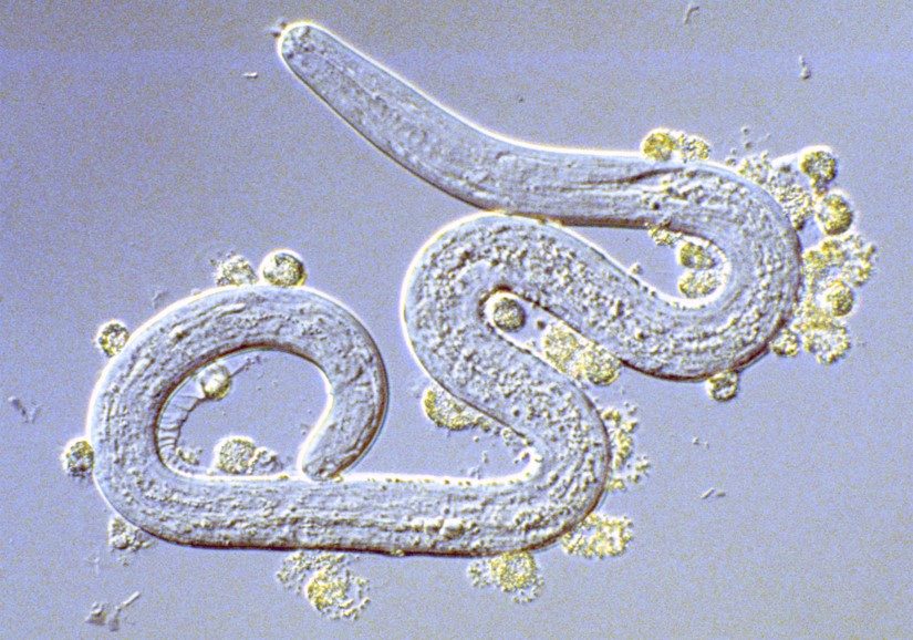 Project1 - Development of a vaccine against Onchocerca volvulus, the causative agent of river blindness.