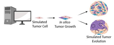 illustration of simulated tumor cell and growth evolution