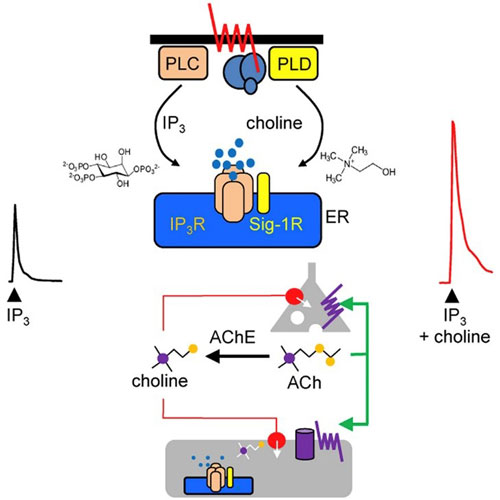 Choline Is an Intracellular Messenger Linking Extracellular Stimuli to IP(3)-Evoked Ca(2+) Signals through Sigma-1 Receptors.