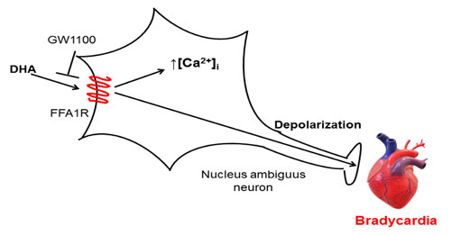 Direct evidence of bradycardic effect of omega-3 fatty acids acting on nucleus ambiguus