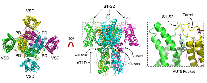 High-resolution Structures of Kv3 Channels in the Apo & Modular Bound Conformations