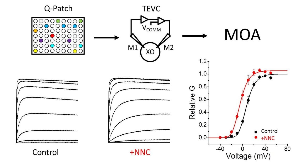 image4 - Electrophysiological and molecular investigations of novel neuroactive compounds acting on a subset of voltage-gated potassium channels
