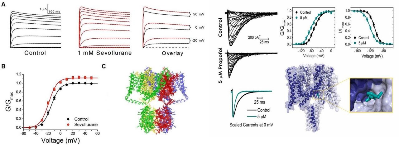file - Mechanisms of general anesthetic action on voltage-gated potassium and sodium channels