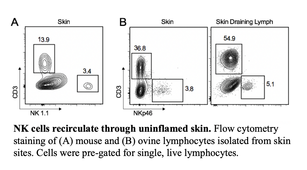 File - Skin-recirculating NK cells