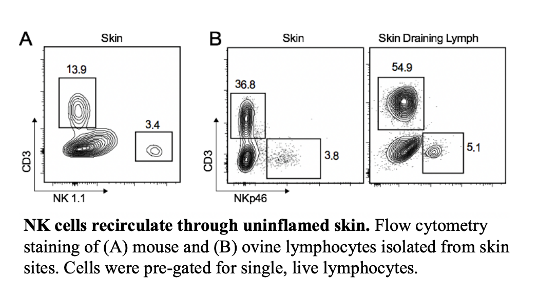 NK cells upregulate CCR4 in response to epicutaneously administered TLR7 agonist imiquimod. Three doses of imiquimod (IMQ) were applied as a cream to the skin of sheep every 4 hours. Samples were collected from efferent lymph of the regional draining skin lymph node. The pre-challenge sample was collected 24 h prior to administration. The challenge and post challenge samples were collected 20 h and 48 h after final IMQ administration, respectively. Flow cytometry plot was gated for NKp46+ CD3– single live lymphocytes. File - Skin-recirculating NK cells