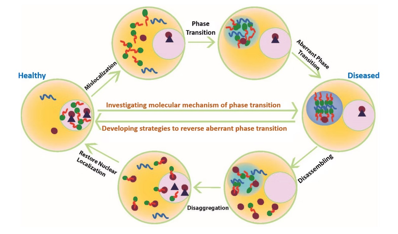 Phase transition graphic