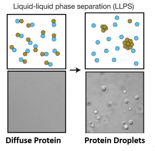 Liquid=liquid phase separation graphic