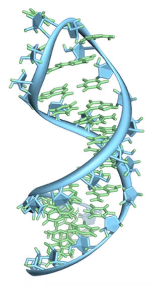 rna binding illustration