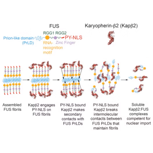 nuclear import receptor Kapβ2
