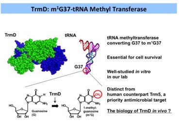 Project1 - TrmD: m1G37-tRNA Methyl Transferase