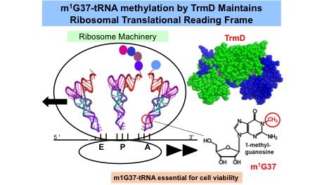 Project 2 - How is a tRNA specifically methylated?