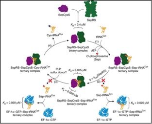 File - How is a tRNA specifically charged with an amino acid?