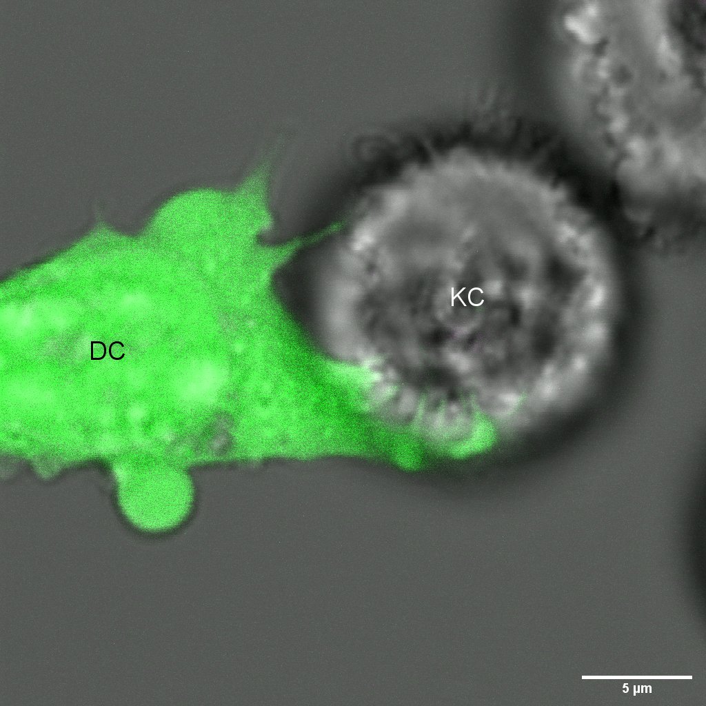 LCs stay informed by sampling the intracellular content of the surrounding cells
