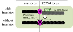 file - The eve locus is a Polycomb (Pc) domain