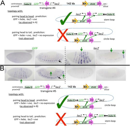 Figure3 - Another focus of the laboratory has been to understand the biochemical basis of combinatorial control of gene transcription