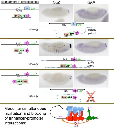 Figure4 - Model for simultaneous facilitation and blocking of enhancer-promoter interactions