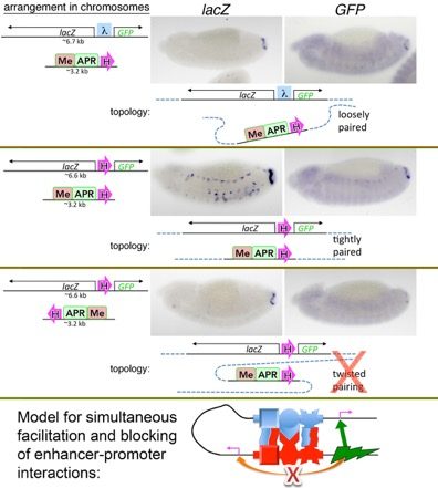 Homie-Homie pairing facilitates transvection. Dual reporter RNA (lacZ or GFP, as indicated at the top) is seen in the APR (right end of embryos), and the mesoderm (seen in the middle panel for lacZ) from the diagrammed transgene combinations. Transgene reporters and enhancers (eve mesodermal, "Me", and anal plate ring, "APR") are in trans on homologous chromosomes. Block arrows show homie orientation. Stage 13 embryos are shown. A red "X" in a topology diagram indicates that this topology, predicted based on head-to-head insulator pairing, may not form because it tends to disrupt homolog pairing. Note that only lacZ expression is facilitated, due to the blocking action of the intervening pair of insulators in 3-D space (diagrammed at the bottom). Figure4 - Model for simultaneous facilitation and blocking of enhancer-promoter interactions