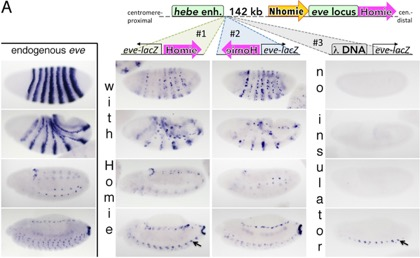 Figure2 - We are analyzing how long-range repression and activation occur over an entire genetic locus
