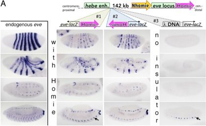 homie-carrying transgenes pair with endogenous eve. A: eve-patterned lacZ RNA expressed from reporters with Homie is independent of transgene orientation. Embryonic stages with expression are shown. Top: diagram of chromosome ("hebe E": hebe CNS enhancer). Left and middle: red block arrows show Homie orientation. Right: control. B: Map of eve and flanking genes: restriction sites (MfeI, blue ticks; EcoRI, red ticks) and primers (numbered arrows) used in C, D. Green: stripe enhancers, blue: later-acting enhancers, yellow: PRE, orange: Homie and Nhomie. C: Endogenous Homie and Nhomie link with transgene Homie 142 kb away. Inset map: transgene Homie (red box), or DNA in the control, transgene-specific anchor primer, and EcoRI site. Main graph shows averages and standard deviations of 6 independent H3C assays, each in triplicate. Red lines, with Homie; green lines, with DNA; % input: ligated product % of anchor fragment, within each sample. Inset graph: data normalized to the average signal with DNA. D: Endogenous Homie and Nhomie interact with each other. Results of H3C, as in C, except with primer 9 (at endogenous Homie) as the anchor. Figure2 - We are analyzing how long-range repression and activation occur over an entire genetic locus