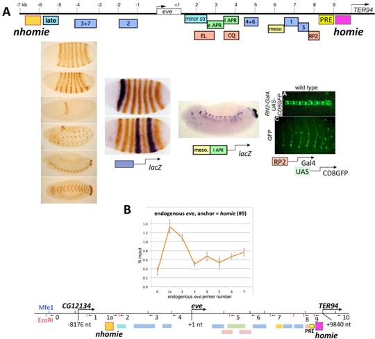Figure1 - Chromosome Architecture, Gene Regulation & Epigenetic Gene Regulation
