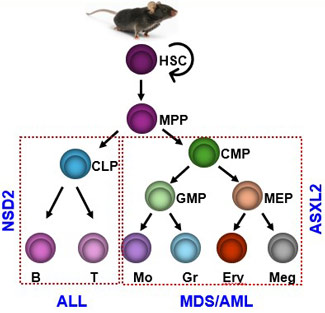 Role of Chromatin regulators in initiation of blood cancers