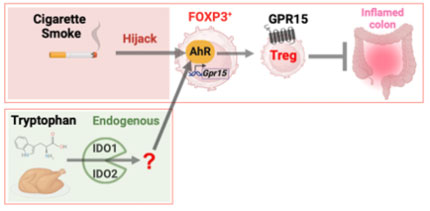 In addition to pro-inflammatory immune responses mediated Th1 and Th17 cells, there are anti-inflammatory immune responses occurring in the gut mucosa. First, to prevent the exposure of immune cells to antigens in the gut lumen, mucus covers the epithelial layers. In addition, anti-microbial peptides secreted by Paneth cells and immunoglobulin A (IgA) secreted by B cells can block the invasion of gut microbes into the tissues. As an active suppression of pro-inflammatory immune responses, regulatory T cells exist in abundance in gut mucosa and promote anti-inflammatory immune responses. Both pro- and anti-inflammatory immune responses are affected by dietary and microbial by-products (such as Ahr ligands, polysaccharide A, and short-chain fatty acids). pro-inflammatory immune