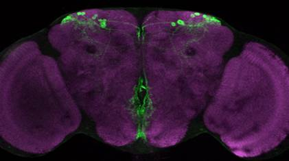Koh Lab - Discovery of Novel Sleep & Circadian Genes