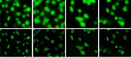 Koh Lab - Sleep & Synaptic Plasticity
