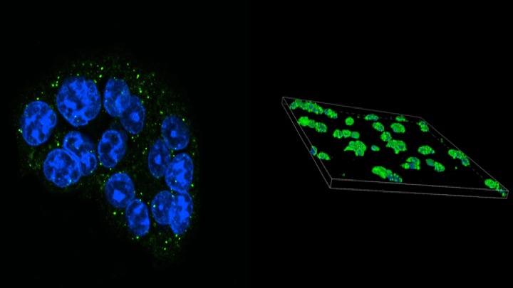HomePage - McMahon Laboratory