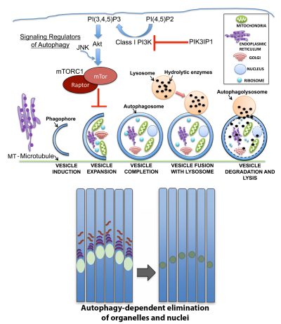 project 4 - Autophagic pathways are essential to many developmental processes