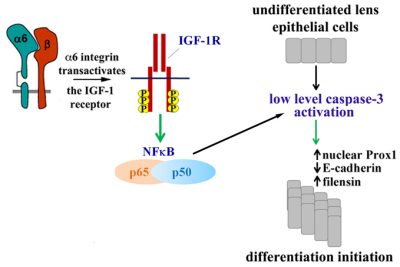 project 3 - There are many different signals that must come together for a cell to carry out its differentiation program.