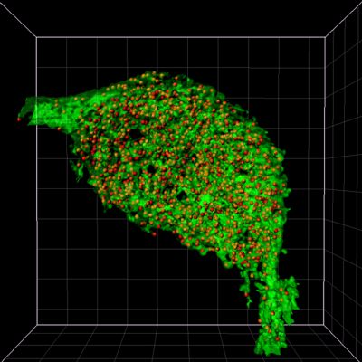 Cell-Type Specific Synapse Organization