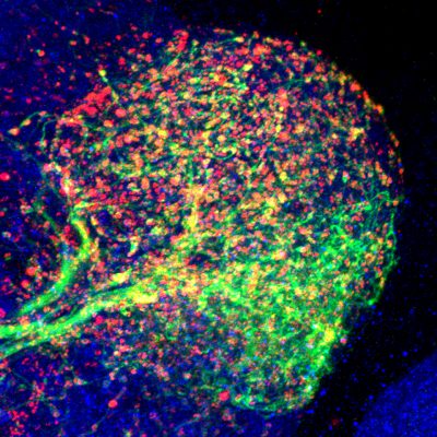 Circuit Interactions and Behavior
