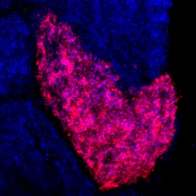 The Mechanisms of Synapse Development