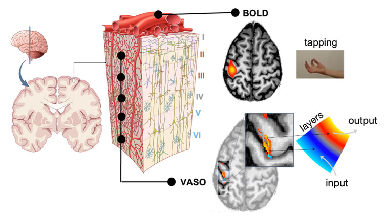 Dissociating Cortical Layer-specific Responses to Perception, Memory, & Action
