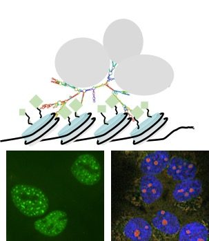 Long noncoding RNAs can be retained in the nucleus of cells where they interact with chromatin and/or protein complexes to control expression of specific genes. Scheme lncRNA interactions, and nuclear FISH